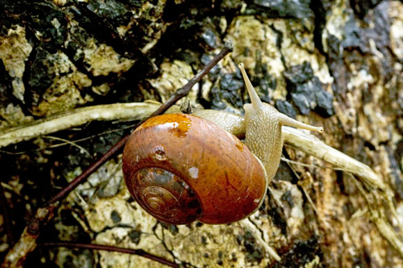 Hemiplecta sp.